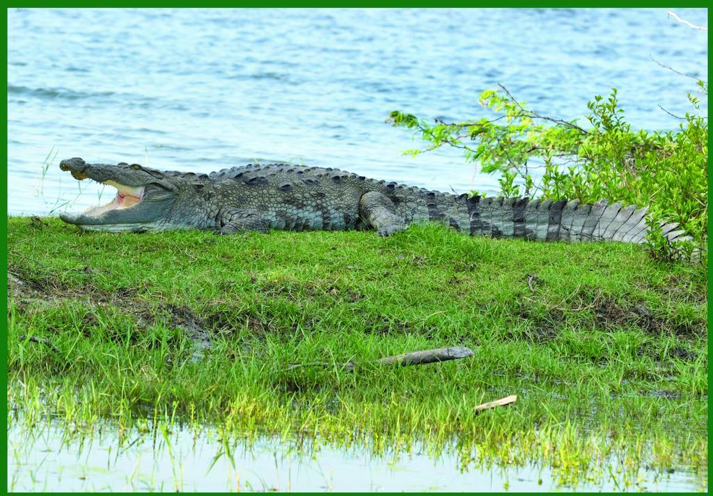 Eco Island Sri Lanka Tented Safari Camp Yala 호텔 외부 사진